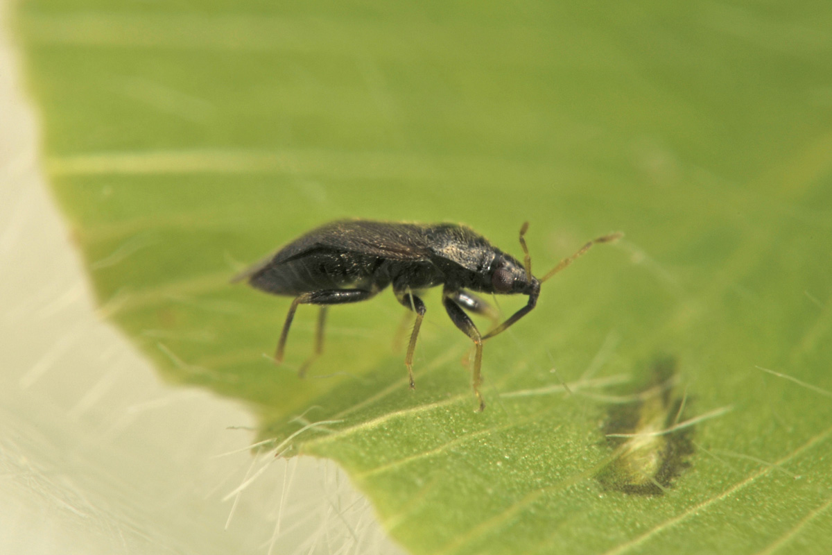 Anthocoridae: Cardiastethus nazarenus